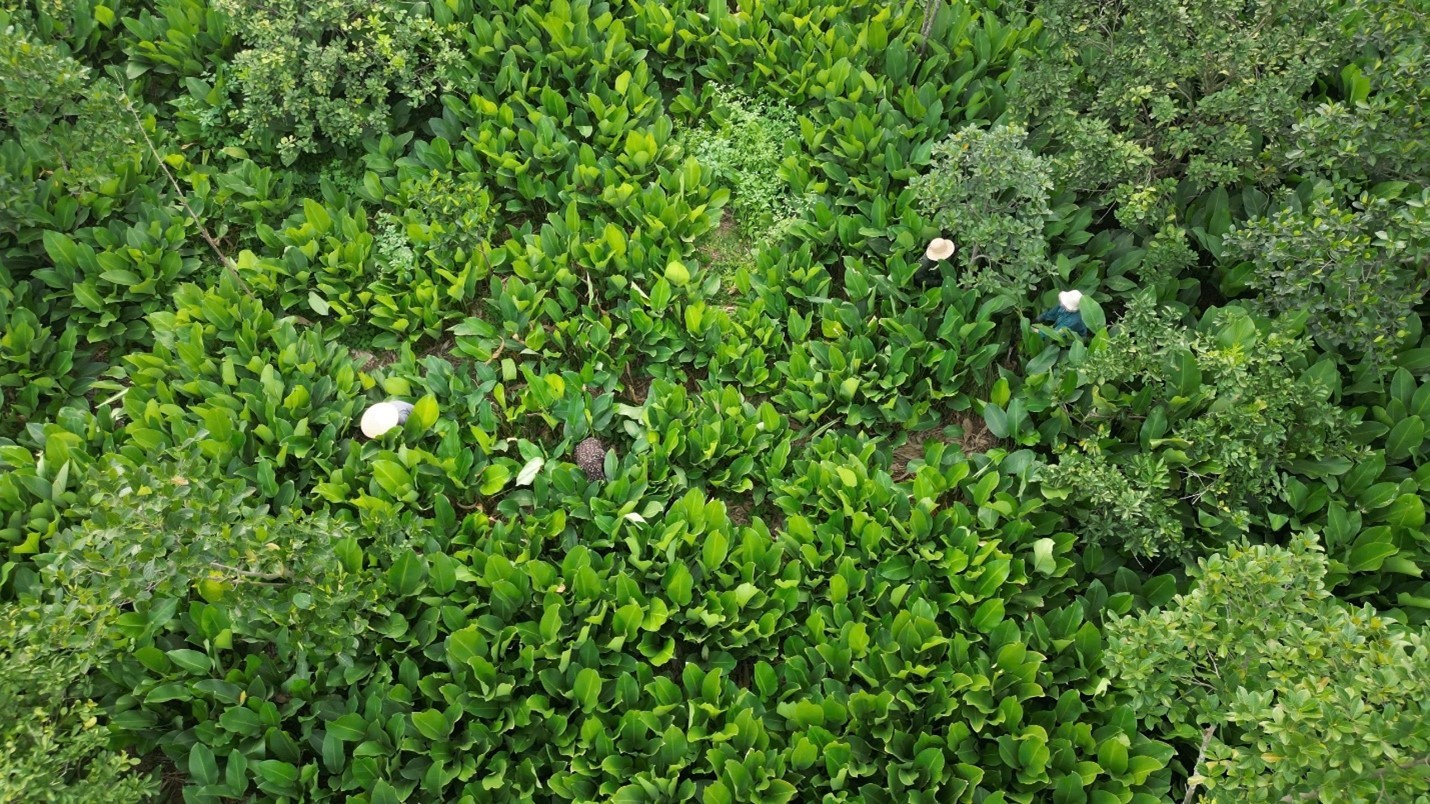 Làng nghề lá dong Tràng Cát vào vụ Tết